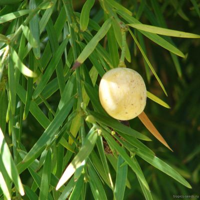 Подокарпус стройный (Podocarpus gracilior)