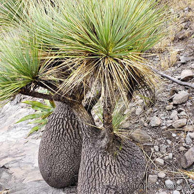 Бокарнея (нолина), Beaucarnea gracilis