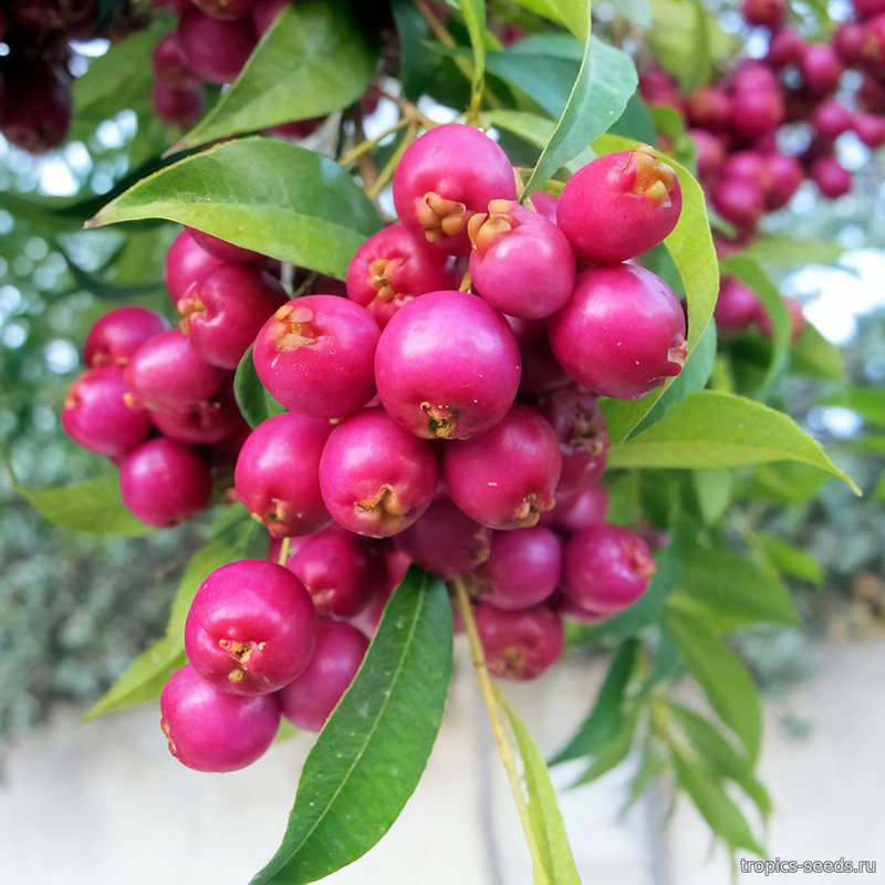 Сизигиум метельчатый (Syzygium paniculatum)