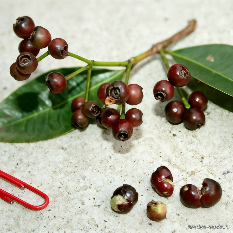 Сизигиум миртолистный (Syzygium myrtifolium)