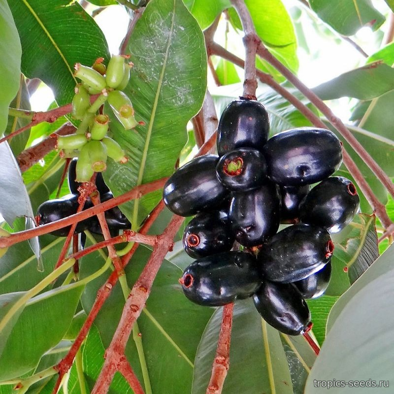 Сизигиум тминный (Джамболан), Syzygium cumini