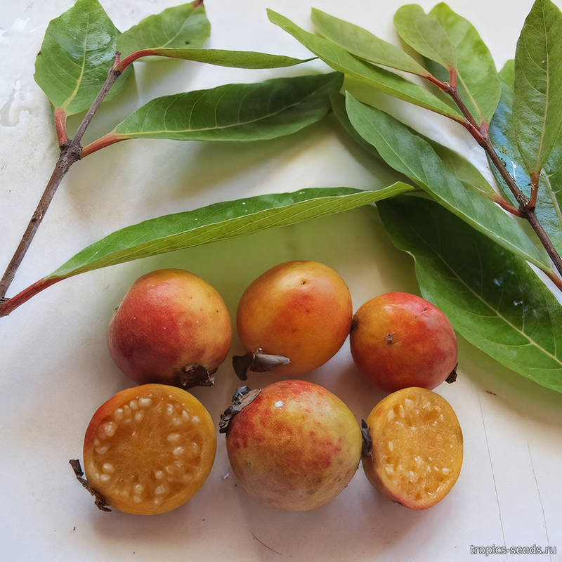 Гуава Бразильская (Psidium guineense)