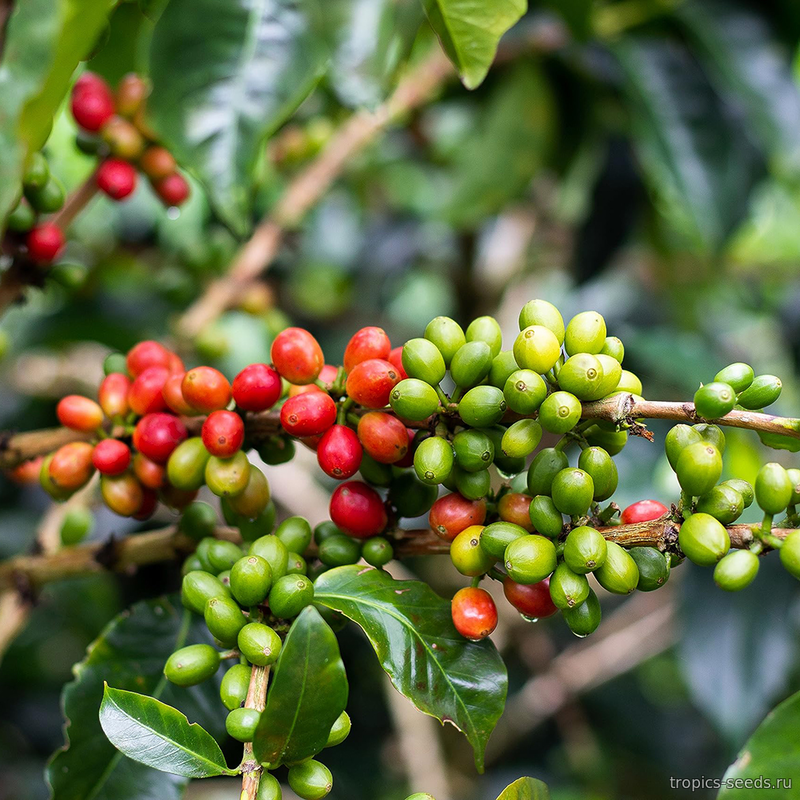 Кофе Арабика CATURRA (Сoffea Arabica)