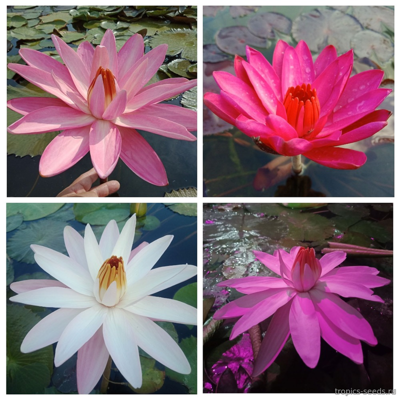 Нимфея Ночная Микс (Nymphaea sp. MIX)
