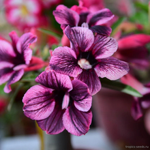 Адениум PURPLE PLUM (Adenium obesum)