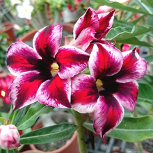 Адениум GRAPE FAIRY (Adenium obesum)