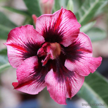 Адениум MAGIC ELF (Adenium obesum)