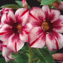 Адениум PURPLE FAIRY (Adenium obesum)