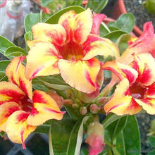 Адениум HONEY BEE (Adenium obesum)
