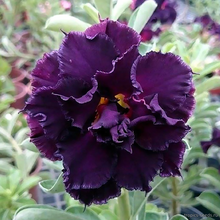 Адениум BLACK WINDOW (Adenium obesum)