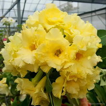 Адениум JOYFUL (Adenium obesum)