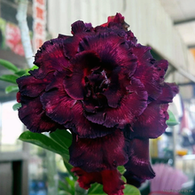 Адениум BEAUTY WITCH (Adenium obesum)