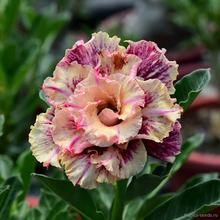Адениум GOLDEN FAITH (Adenium obesum)