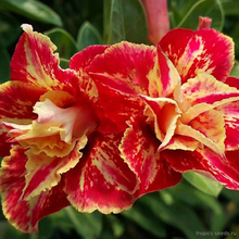Адениум HEART FIRE (Adenium obesum)