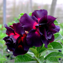 Адениум MADAME BUTTERFLY (Adenium obesum)