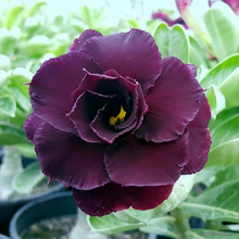 Адениум MIDNIGHT (Adenium obesum)
