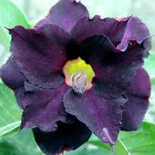 Адениум NIGHT SHADOW (Adenium obesum)