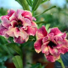 Адениум KASUMI (TASTE OF LOVE), Adenium obesum