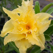Адениум GOLDEN CICADA (Adenium obesum)