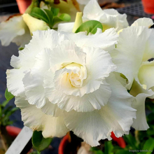 Адениум WHITE VALENTINE (Adenium obesum)