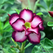 Адениум PURPLE CROWN (Adenium obesum)