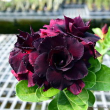 Адениум BLACK PANTHER (Adenium obesum)