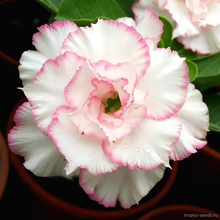 Адениум ZHAO JUN (Adenium obesum)