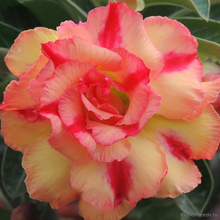 Адениум DAWN WISH (Adenium obesum)