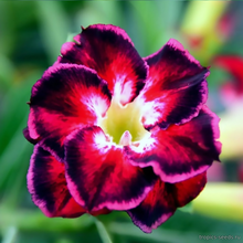 Адениум GLAMOROUS (Adenium obesum)