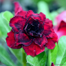 Адениум BLACK DRAGON (Adenium obesum)