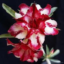Адениум MISTERY (Adenium obesum)