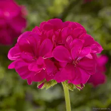 Пеларгония Зональная VIOLET (Pelargonium zonale)