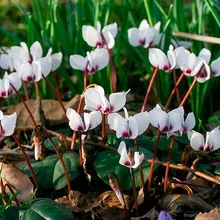 Цикламен Косский ALBISSIMUM (Cyclamen coum)