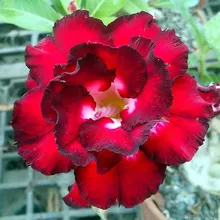 Адениум ANGEL'S KISS (Adenium obesum)