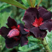 Адениум BLACK BELLE (Adenium obesum)