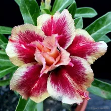 Адениум MAGICIAN (Adenium obesum)