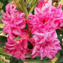 Адениум FALL IN LOVE (Adenium obesum)