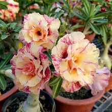Адениум MUSELLA (Adenium obesum)