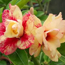 Адениум FIRE DANCE (Adenium obesum)