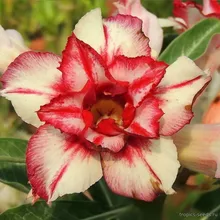 Адениум MAY DAY (Adenium obesum)