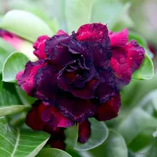 Адениум BLACK TEMPTATION (Adenium obesum)