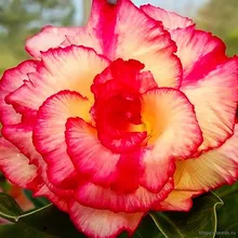 Адениум JOY RICH (Adenium obesum)