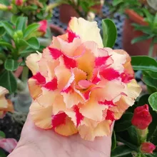 Адениум BUTTERFLY DREAM (Adenium obesum)