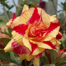 Адениум WINNIE II (Adenium obesum)