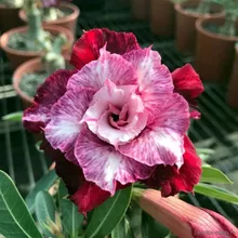 Адениум SIMONE (Adenium obesum)