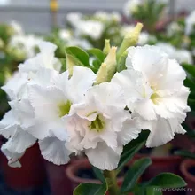 Адениум SNOW WHITE (Adenium obesum)