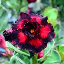 Адениум ENDLESS LOVE (Adenium obesum)