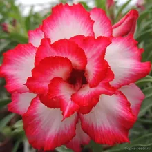 Адениум YUNA (Adenium obesum)