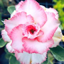 Адениум FAIR LADY (Adenium obesum)