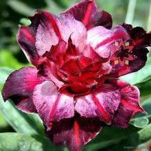 Адениум PURPLE SWALLOW (Adenium obesum)